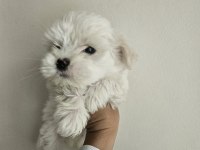 Maltese terrier yavru köpeğimiz