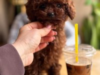 Toy Poodle Kore Köpeğimiz