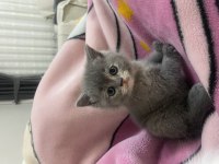 Scottish fold ve british yavrularımız