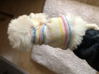 Pamuk prenses köpeğimiz