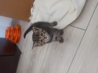 Dişi kedilerimize yuva arıyoruz