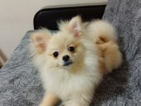 Aşıları tam cip yada kimliği yok oynamayı seven pomeranian