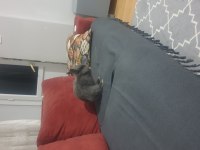 Lop cüce tavşan