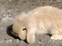 Hollanda Teddy lop tavşanı