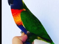 Rainbow lori papağanı