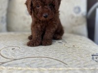 Korean 3,5 aylık erkek yavru poodle