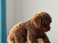 Tuvalet eğitimli toy poodle yavrular