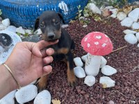 Minik doberman köpekler yeni yuvalarını arıyor