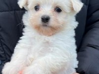 Orjinal Maltese Terrier Bebekler