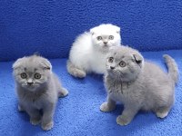 Scottish Fold yavrularımız yeni yuvalarını arıyor