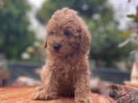 Sağlık garantili karma aşıları yapılmış yavrular toy poodle