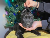Safkan şampiyon anneden blue ve siyah cane corso yavrular