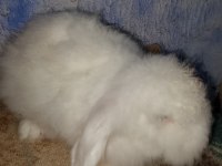 Hollanda teddy lop anaç tavşanlar