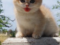 Golden British Shorthair Ny12