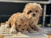 Yasal ruhsatlı çiftlikde ziyarete açık maltipoo lar