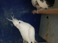 Albino wf takım sultan papağanı yavru