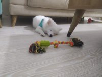 Pomeranian Tilki Surat