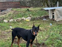 14 aylık çok güçlü asil doberman