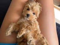 Sıfır numara KORE maltipoo