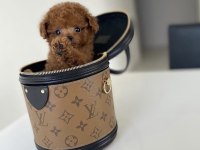 35 günlük toy poodle yavruları