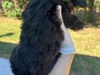 Shih tzu Yavru Köpeğimiz
