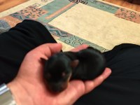 Muhteşem Minyatür Pinscher yavruları