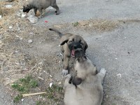 2 AYLIK YAVRU KÖPEKLER