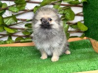 Pomeranian Boo Bebekleri
