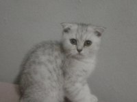 2.5 aylık erkek silver scottish fold