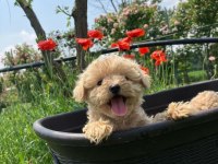 IRK GARANTİLİ MALTİPOO YAVRULARI