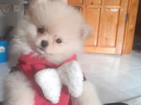 Pomeranian boo 2.5 aylık