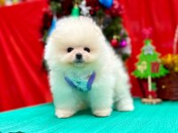 Safkan Pomeranian Boo Yavrularımız