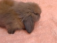 Hollanda teddy lop tavşanımız