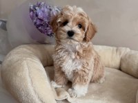 Maltipoo Yavrularımız İçin Arayabilirsiniz