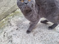1 YAŞINDA ERKEK KEDİMİZ