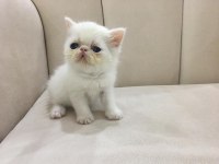 Maviş Orjinal Exotic Shorthair Bebişler