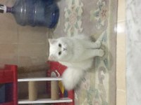 Pamuk babanın kara kuzusu british longhair