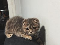 Erkek scottish fold