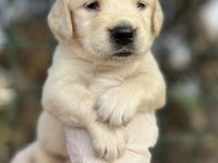 Baby Face Irk Garantili Golden Retriever Yavrular