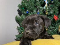 Safkan İtalyan mastifi cane corso