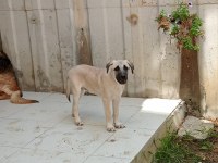 2,5 aylık kangal yavrusu
