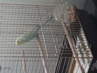 5 aylık erkek muhabbet kuşu
