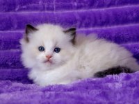 Bebek Surat Ragdoll güzeli