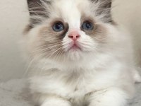 AYRICALIKLI OLMAK İSTEYENLERE RAGDOLL YAVRULAR