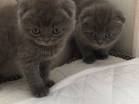 Black cat scottish fold