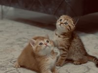2 Aylık Scottish Fold Bebeklerimiz
