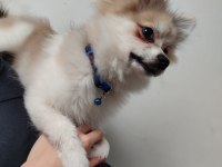POMERANİAN SPİTZ KÖPEĞİ