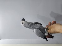 FULL EVCİL OYUN HAMURU BEBEK JAKO