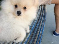 Pomeranian erkek