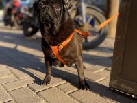 1.5 yaşında pug evde bakılıyor tuvalet eğitimi mevcut